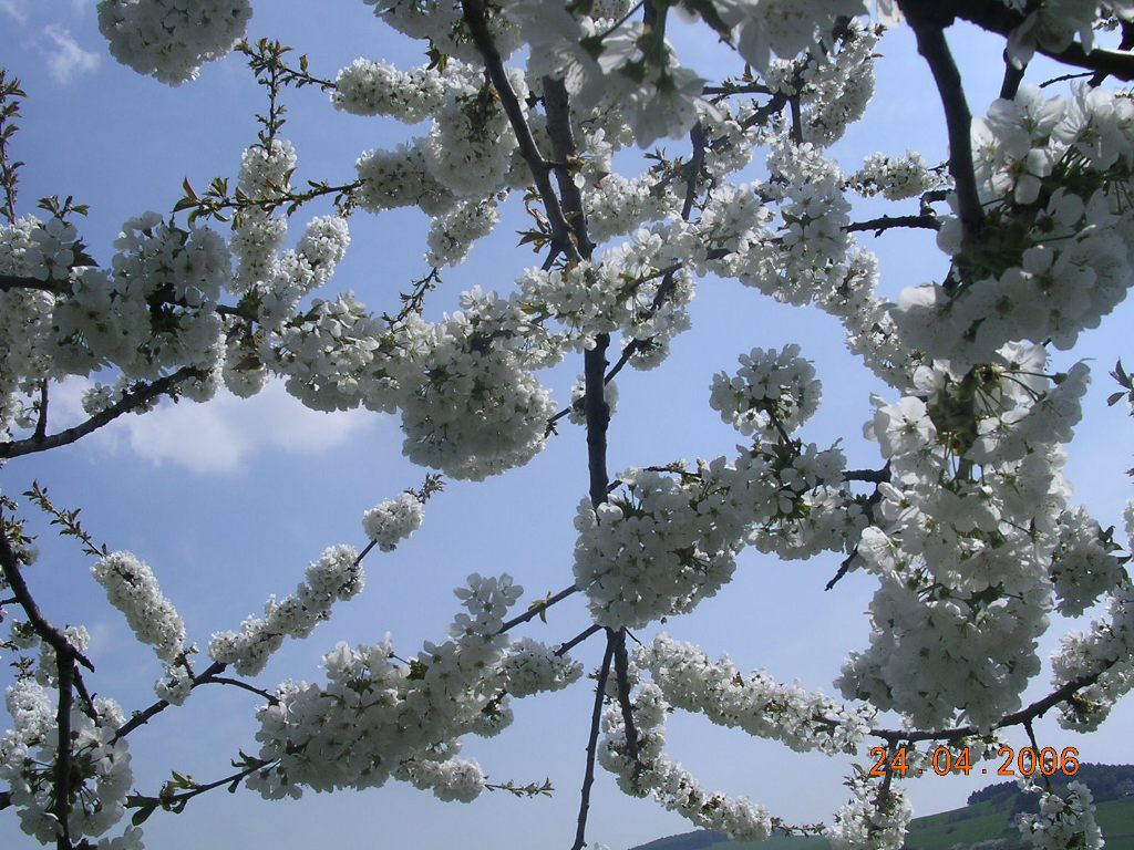 Ciliegio - Cherry Flowers